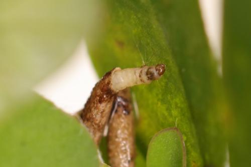 Coleophora caespititiella